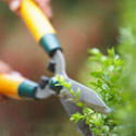 Hedge Trimming